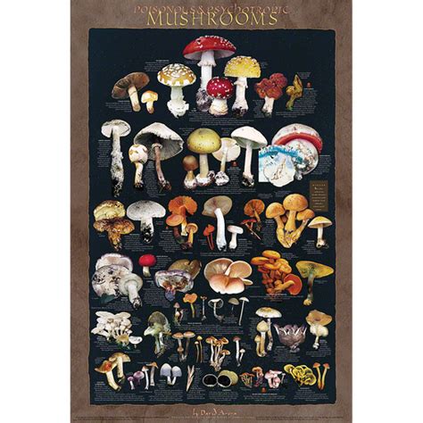 Mushroom Ts — Fungi Perfecti