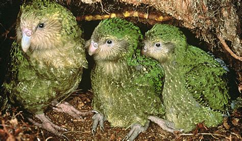 The Last Visible Dog The Kakapo