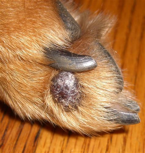 Albums 105 Images Photos Of Warts On Dogs Full Hd 2k 4k 122023