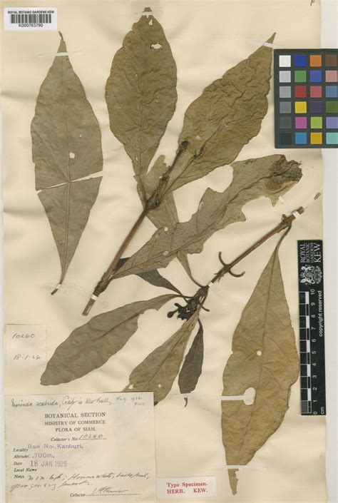 Morinda Scabrida Craib Plants Of The World Online Kew Science