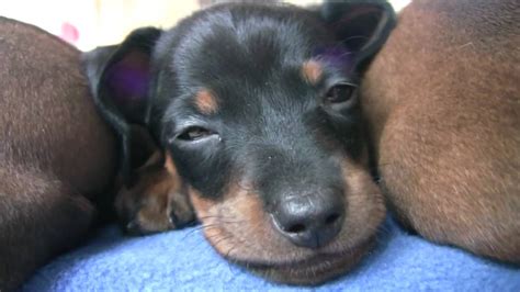 Many puppy owners ask what to feed puppies at 6 weeks? Dachshund - Cute 6 Week Old Puppies - YouTube