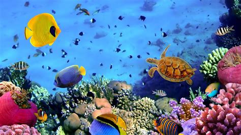 Reef Underwater Ecosystems Coral Reefs Secret Cities