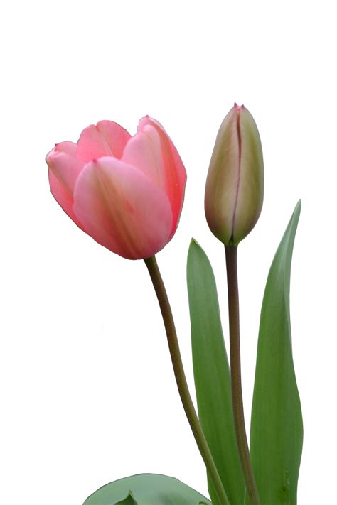 Tulip Png Image Transparent Image Download Size 1024x1536px