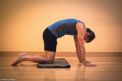 It's probably one of the number one stretches i so the cat cow is an excellent overall spinal mobility stretch and like i said, i teach all my patients that. Cat Cow Pose : Cat Cow Pose From 11 Yoga Poses For Back ...