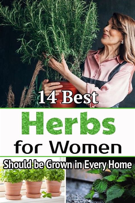 14 Best Herbs For Women Should Be Grown In Every Home Herbs Growing