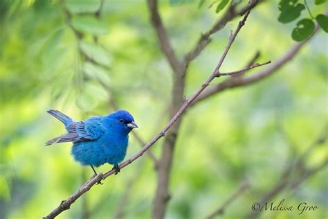 Indigo Bunting By Melissa Groo Taken In Ny Heres Hoping We Learn To