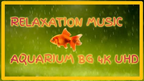Relaxation Music With Aquarium 4k Uhd Video My Aquarium Collection