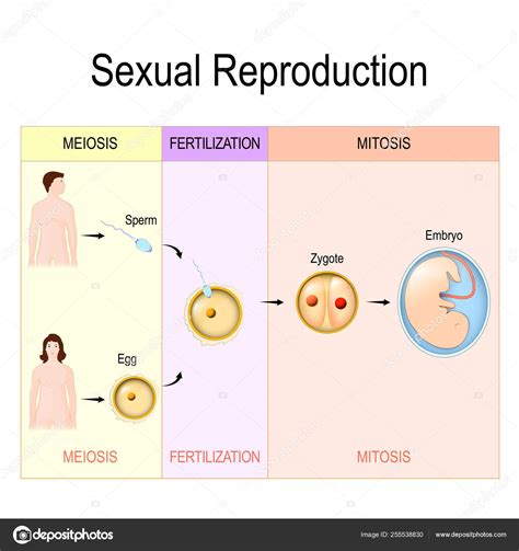 Sexual Reproduction Mitosis Fertilization Meiosis Stock Vector