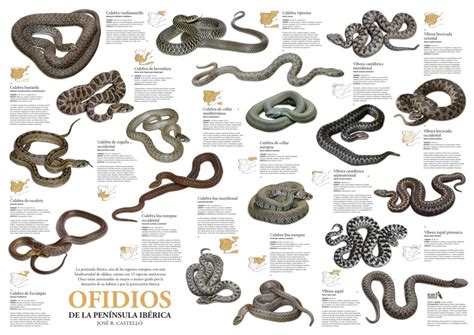 QuÉ Es Una Serpiente 【anfibios Y Reptiles Para Niños】
