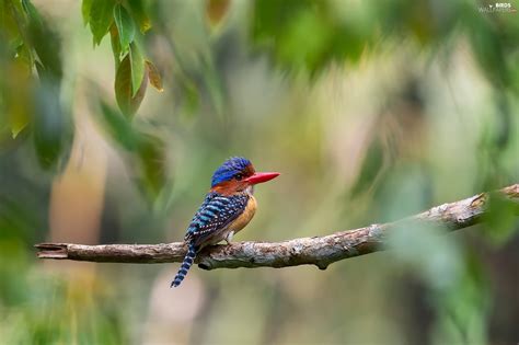 Leaf Kingfisher Branch Birds Wallpapers 2048x1365