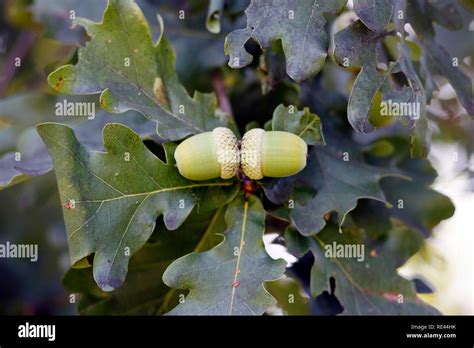 Acorns Growing On Oak Tree Hi Res Stock Photography And Images Alamy