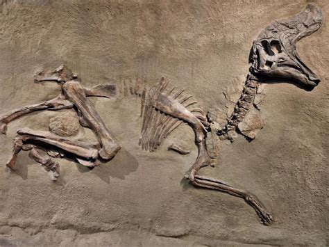 25 Fossilized Dinosaur Skin Jordinashraf
