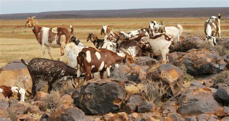 Indigenous Goat Breeds Of South Africa
