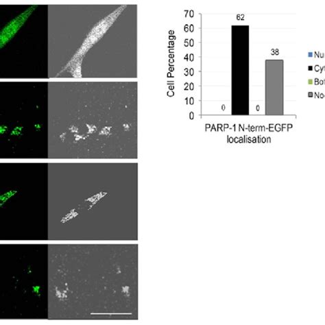 Parp 1 N Term Egfp Localises To The Nuclei In Parp 1 Mefs A