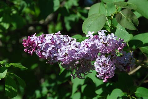 Lilacs Early Summer In New Hampshire And The Lilacs Are In Flickr
