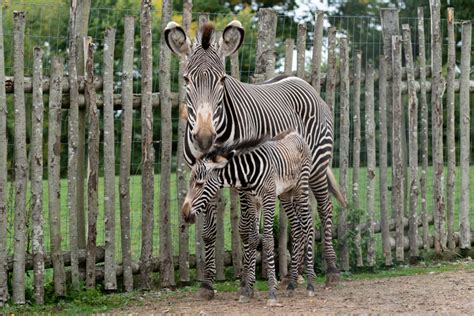 Marwell Zoo Welcomes Grevys Zebra Foal Zooborns