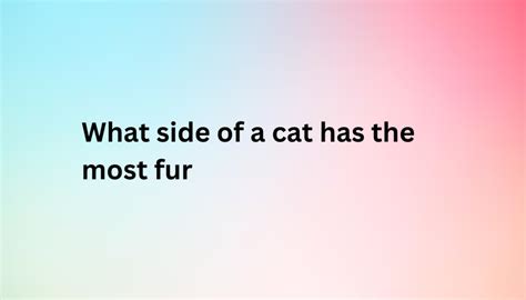 What Side Of A Cat Has The Most Fur