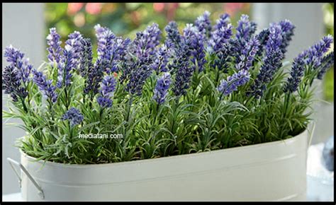 Cara Menanam Bunga Lavender Di Rumah Mediatani