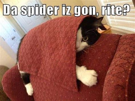 Im Afraid Of Spiders Too Funny Cat Photos Cat Pics Funny Cat