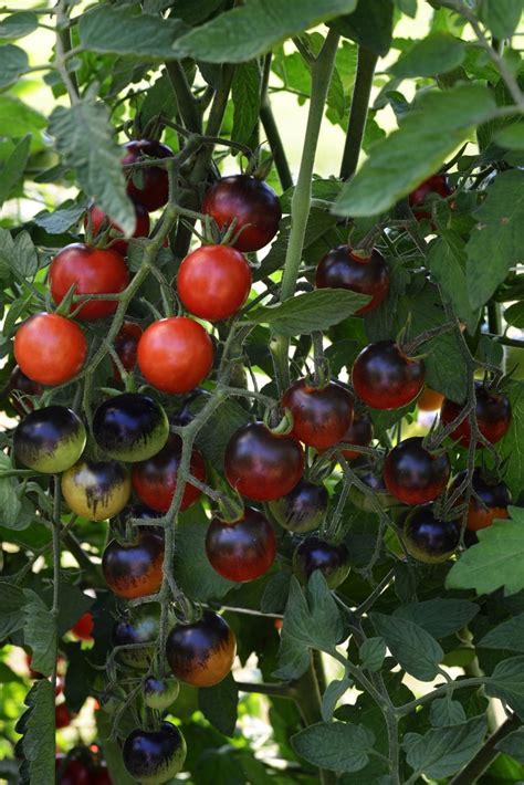 Solanum Lycopersicum Midnight Snack Tomato Cherry Kings Garden