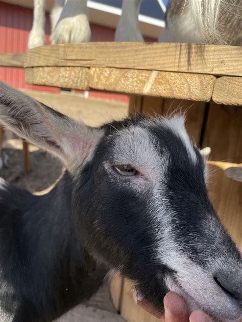 Face Scabbinghair Loss The Goat Spot Forum