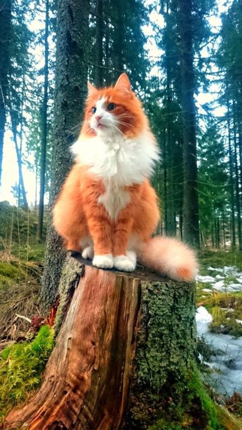Pin By Ramez On Animals Beautiful Cats Norwegian Forest
