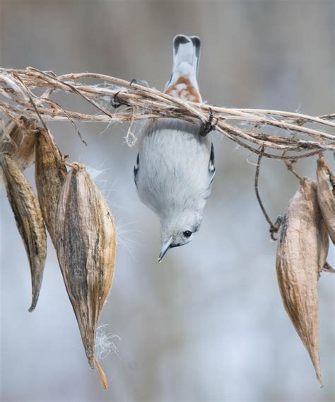 To see a jaybird, you'll have to turn off the tv and. Welcome Winter Birds to Your Yard | Audubon New York