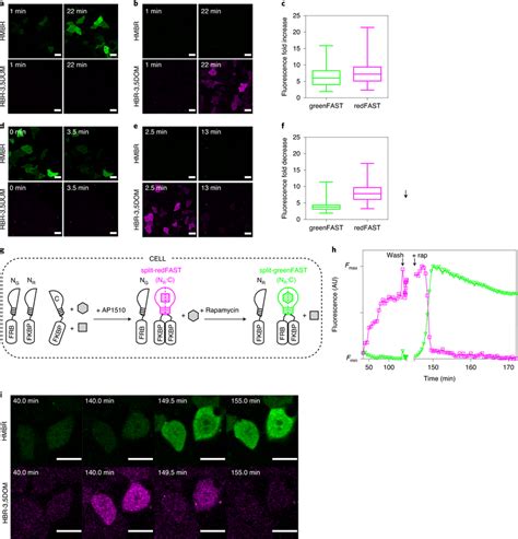 Orthogonal Reporters Of Proteinprotein Interactions Ab Download