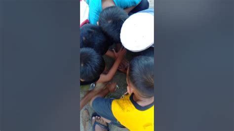 Aksi Anak Anak Kejebak Taik Lembu Youtube