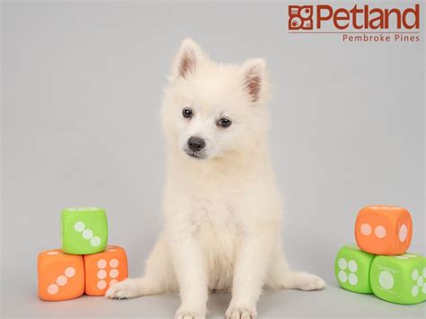Petland Florida Has American Eskimo Puppies For Sale