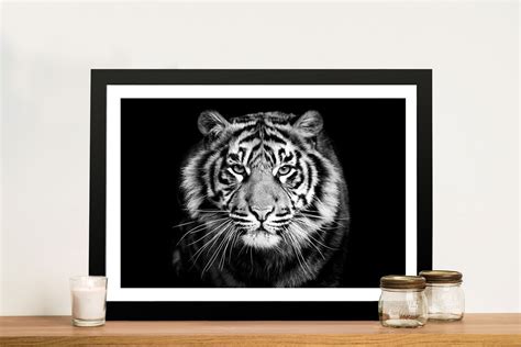 White Tiger Framed Canvas Art Online Gallery Sale Sunshine Coast AU