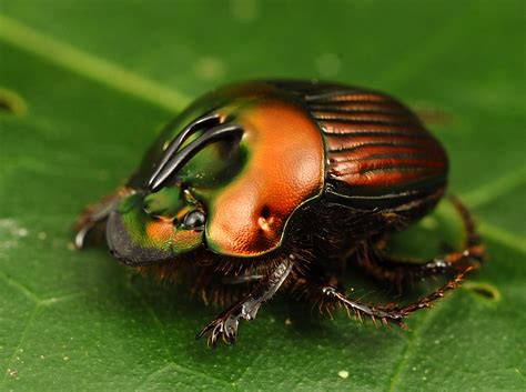 Ladybug Beetle Herbivore Insect