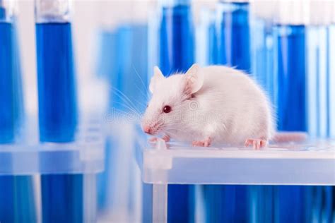 Laboratory Mouse With Test Tubes Stock Image Image Of Rodent Sample