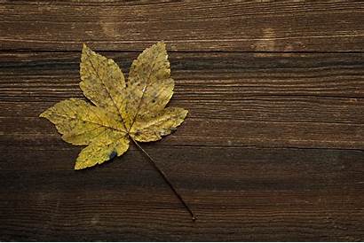 Wood Leaf Leaves Brown Fall Maple Autumn