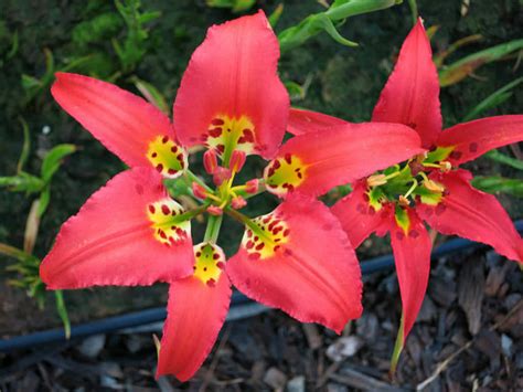 Lilium Catesbaei Catesbys Lily World Of Flowering Plants