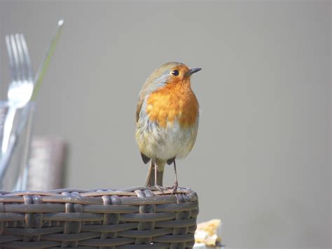 Side Profile Of A Robin Side Profile Photography Animals