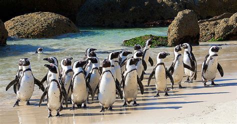 Boulders Beach Penguins In Cape Town 6 Things To Know Before You Go
