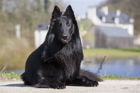 The Cutest Black Dog Breeds To Adopt In 2021 Fort Funston Dog