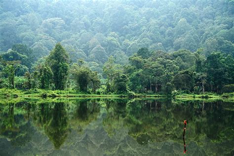 Mencintai Hutan Indonesia Sepenuh Hati