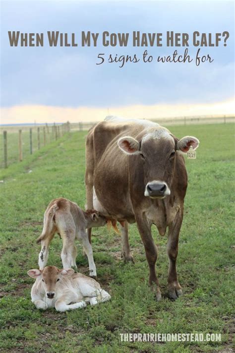 Signs Of Calving The Prairie Homestead Animals Dairy Cows Cow