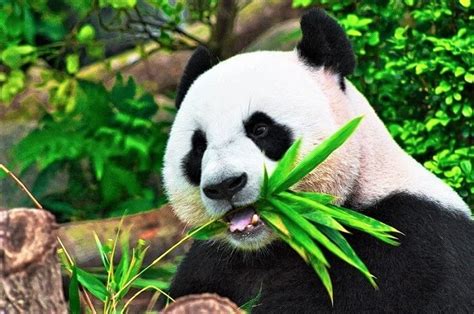 12 Cute Panda Facts For Kids And Grown Ups Toucanbox
