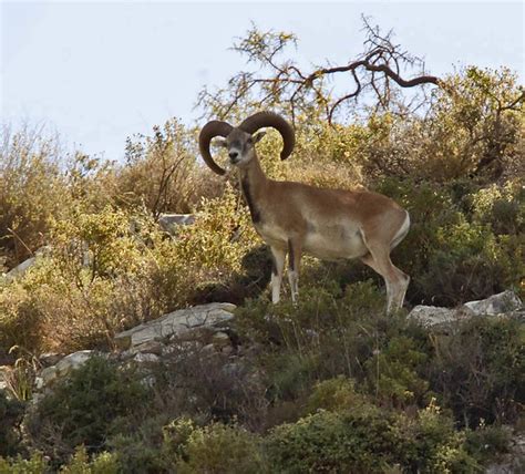Cyprus Wild Mouflon Agrino 2 Micloi Flickr