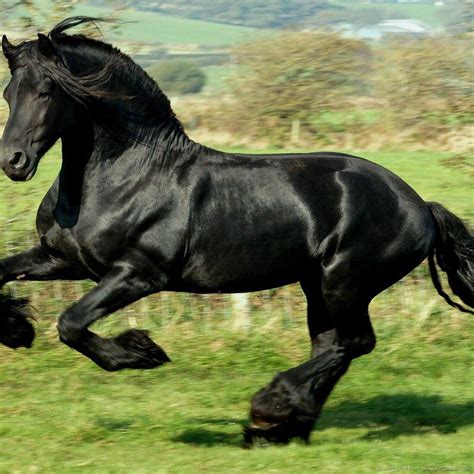 Black Stallion Most Beautiful Horses Horse Breeds Horse Wallpaper