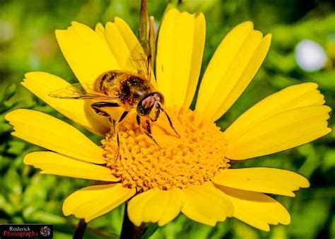 Honey Bee Pollinating A Yellow Flower By Roderick Micallef 500px