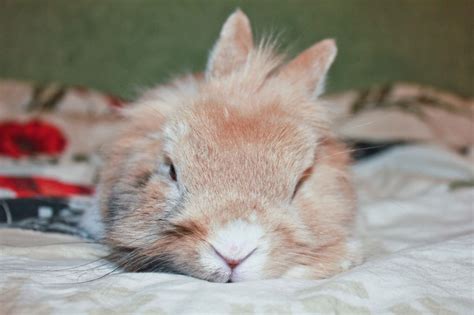 Tired Bunny Does Not Want To Get Up — The Daily Bunny