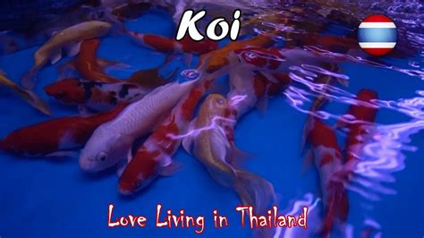 Koi ponds not only add to the beauty of your garden but have other benefits too. Koi Fish Market WORLD'S LARGEST Bangkok Thailand - YouTube