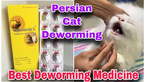 Persian Cat Deworming How To Deworm Cats And Kittens Best Deworming