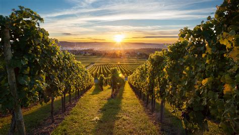 Vineyard And Sunsetcrop Vine Care Uk