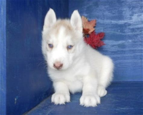 We have numerous puppies for sale who are immediately available for adoption. CUTE SIBERIAN HUSKY PUPPIES FOR SALE TAMPA BAY For sale ...