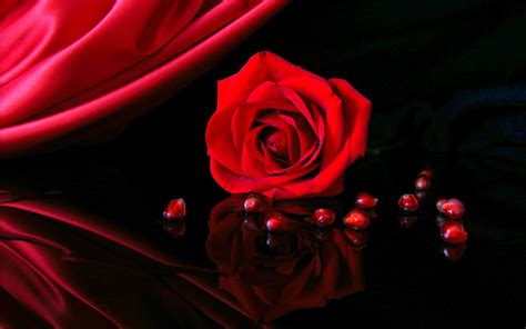 Red Rose Wallpapers Hd Wallpaper Cave